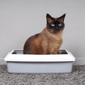 Constipation in Cats