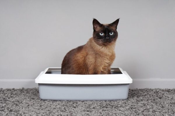 Constipation in Cats