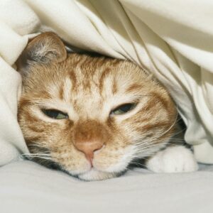 FIV and FeLV
