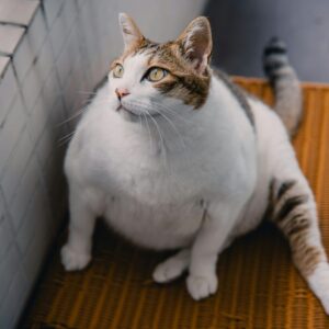 Feline Hepatic Lipidosis