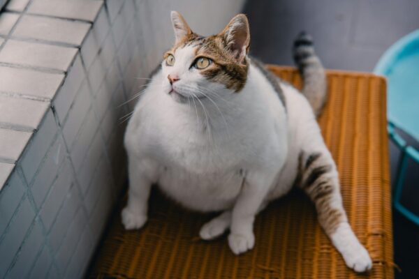 Feline Hepatic Lipidosis